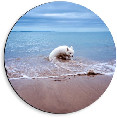 Dibond Wandcirkel - Witte Hond in de Zee - 40x40cm Foto op Aluminium Wandcirkel (met ophangsysteem)