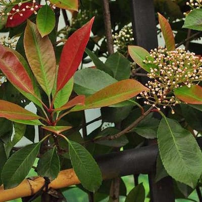 3 x Photinia Fraseri 'Red Robin' - Glansmispel 40 - 60 cm in pot - 3 stuks  of  1 lopende meter
