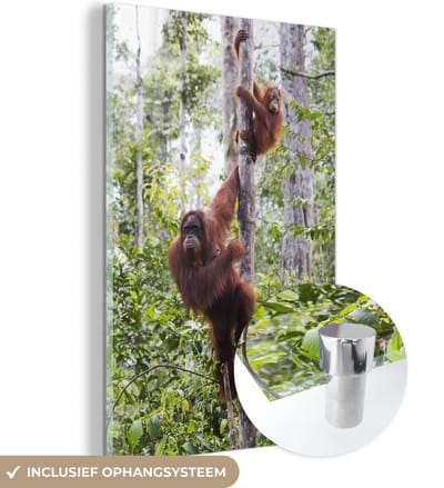 ® Glasschilderij 120x180 cm - Schilderij acrylglas - Orang-Oetan en kind in het Nationaal Park Tanjung Puting op Borneo - Foto op glas - Muurdecoratie woonkamer - Wanddecoratie slaapkamer - Schilderijen