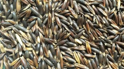 Garvo - Gepunte zwarte haver - Paardenvoer - 20kg