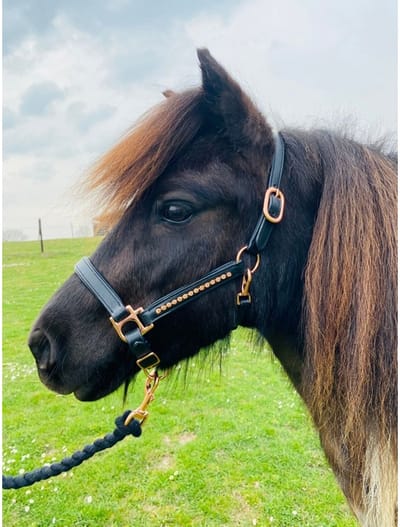 HB Showtime Veulenhalster Rosegold - maat Baby Veulen - black/rosegold