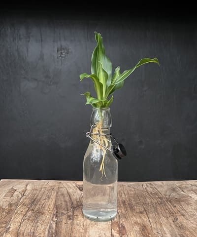 Lofe Ann transparant | Hydroponie | Zwarte dop en Dracaena stek