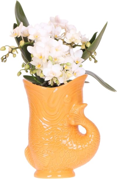 Kolibri Orchids | Witte orchidee 'Nazaré' + Fish pot oranje - potmaat Ø9cm | bloeiende kamerplant - vers van de kweker