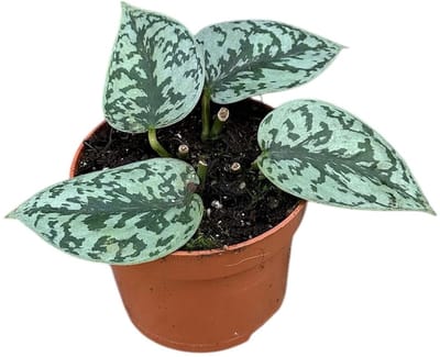 Scindapsus Silver Lady Kamerplant Potmaat Ø10,5 cm |Vers Van De Kweker