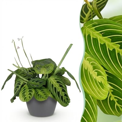 Green boutiQ - Kamerplant - Maranta Fascinator Lemon Lime - Gebedsplant - Huisdiervriendelijke Plant - Groen - 1 Plant - met Potter Grijs - Pot 12cm - Hoogte 25cm