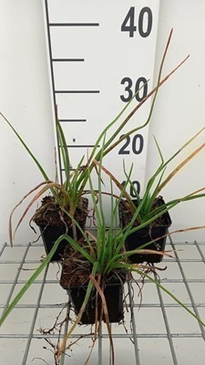 6x Vuurpijl - Kniphofia hybr. 'Royal Standard' | 9x9 cm pot