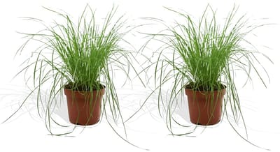 DutchLeafs Cyperus Zumula Kattengras - 2 Stuks - Kwekerspot 12 cm - Hoogte: 20-25 cm - Kamerplant - Diervriendelijke Plant voor Binnen