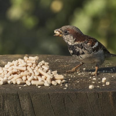Aniculis - Voedzame vettraktatie met meelwormen (10 kg) | Premium vetkorrels voor wilde vogels | Tuinvogelvoer met gedroogde meelwormen | Geschikt voor gebruik gedurende alle seizoenen