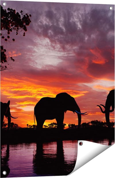 Gards Tuinposter Olifanten tijdens Zonsondergang - Silhouet - 60x80 cm - Tuindoek - Tuindecoratie - Wanddecoratie buiten - Tuinschilderij