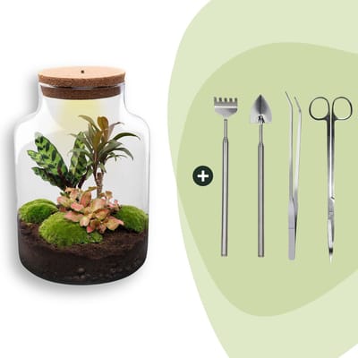 Terrarium - Milky - ↑ 31 cm - Ecosysteem plant - Kamerplanten - DIY planten terrarium - Mini ecosysteem