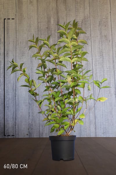 Plants Online - Haagplanten - Heesters - Weigela 'Bristol Ruby' - Pot 60-80 cm - set van 10 - Bloeiende plant - Grootbladig - Informele haag - Bladverliezend