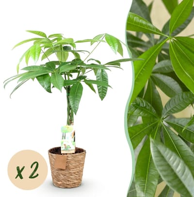 Green BoutiQ - Kamerplanten - Pachira Aquatica gevlochten stam - Geldboom - Weinig onderhoud - met mand - Groen - 2 Planten - Pot 17cm - Hoogte 60-70cm