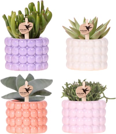 Kolibri Company | Plantenset Poppy Mix | Paars, wit, oranje & roze met groene planten Ø6 cm
