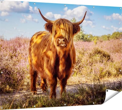 Gards Tuinposter Schotse Hooglander Koe in de Wei - 160x120 cm - Tuindoek - Tuindecoratie - Wanddecoratie buiten - Tuinschilderij