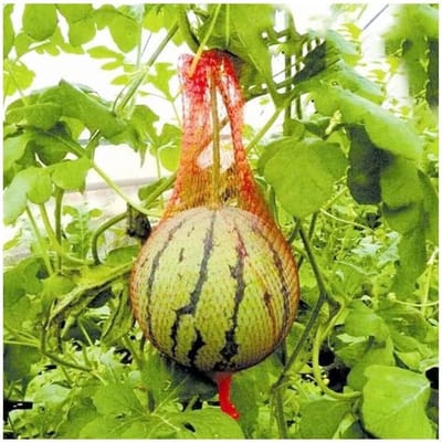 Fruitnetzakken - Beschermzakken - Gewas beschermen - Fijn gaas - 40 cm - Groen