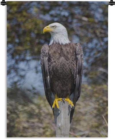 Wandkleed Amerikaanse zeearend - Een Amerikaanse zeearend op een paaltje kijkt opzij Wandkleed katoen 150x200 cm - Wandtapijt met foto