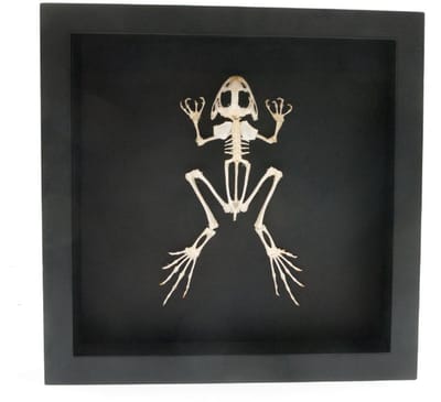 Kikker/pad skelet in elegante lijst (16 x 16 cm) - Skelet Kikker/pad taxidermie