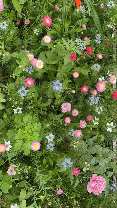 Veldbloemen zaad - Droogbloemen 5 gram - 2,5 m2 - éénjarig bloemen mengsel - droogbloemen boeket