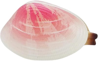 Kindersproeier - Waterspeelgoed - Zomerpret - Schelpvorm - 6 x 4 x 4 cm - Willekeurige kleur