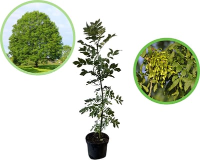 Es / Gewone es 100-125 cm (in pot) - Fraxinus excelsior - Ø23 cm - inheemse plant - vochtige standplaats - snelle groeier