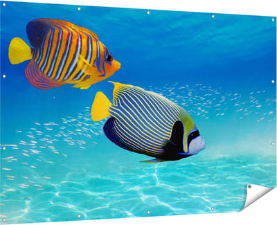 Gards Tuinposter Twee Tropische Vissen in de Rode Zee - 180x120 cm - Tuindoek - Tuindecoratie - Wanddecoratie buiten - Tuinschilderij
