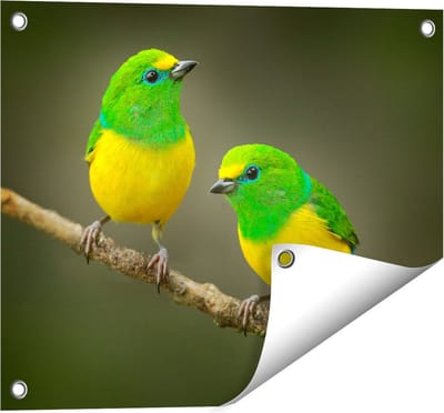 Gards Tuinposter Twee Groen Gele Zangvogels op een Tak - 50x40 cm - Tuindoek - Tuindecoratie - Wanddecoratie buiten - Tuinschilderij