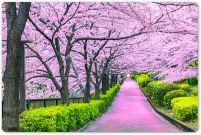 Placemats 45x30 cm - Placemat kunststof - 1 stuk - Sakura - Japan - Lente - Borden onderleggers - Decoratie voor op tafel - Keuken tafeldecoratie accessoires - Vinyl onderlegger - Tafelversiering