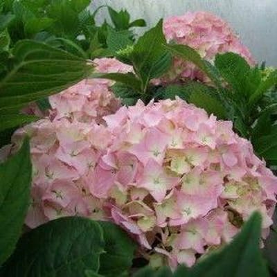 Hydrangea Macrophylla 'King George VII' - Hortensia - 25-30 cm in pot: Struik met grote blauwe of roze bloemschermen.