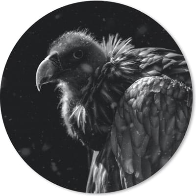 Muismat rond 20x20 cm - Mousepad Portret van een gouden gier tegen een zwarte achtergrond - zwart wit - Ronde muismatten