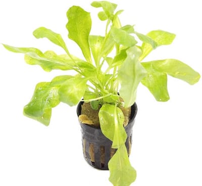 Aquaflora Samolus Floribundus | in 5 cm pot