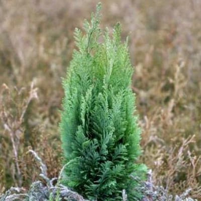 CHAMAECYPARIS LAWSONIANA 'ELLWOOD'S EMPIRE' - Schijncypres 30-40cm in pot