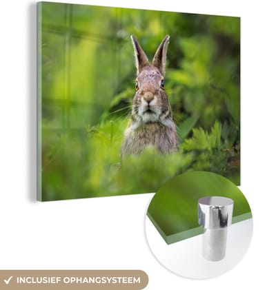 MuchoWow® Glasschilderij 80x60 cm - Schilderij acrylglas - Konijn - Gras - Groen - Foto op glas - Schilderijen