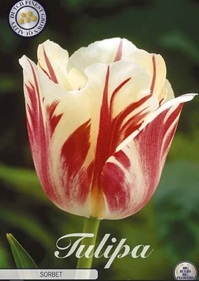 World Expression Single late Tulpenbollen 7 Stuks Bolmaat 12+