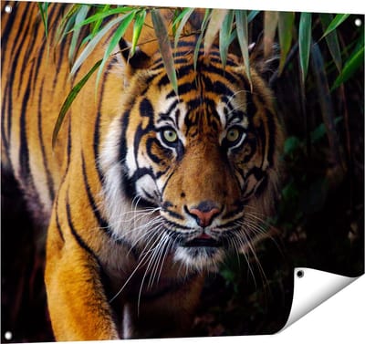 Gards Tuinposter Tijger in de Jungle - 100x80 cm - Tuindoek - Tuindecoratie - Wanddecoratie buiten - Tuinschilderij
