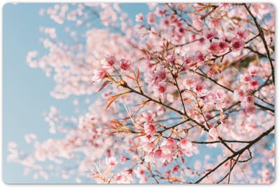 Placemats 45x30 cm - Placemat kunststof - 1 stuk - Sakura - Lente - Takken - Borden onderleggers - Decoratie voor op tafel - Keuken tafeldecoratie accessoires - Vinyl onderlegger - Tafelversiering