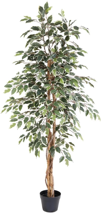 Florafy Kunstplant Ficus Benjamina Variegata 160cm - Kunstplanten voor binnen - Onderhoudsvrij