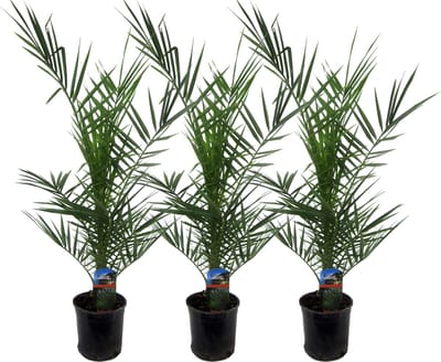 Plantenboetiek.nl | Phoenix Canariensis | 3 stuks - Ø15cm - 70-80cm hoog - Tuinplant - Multideal