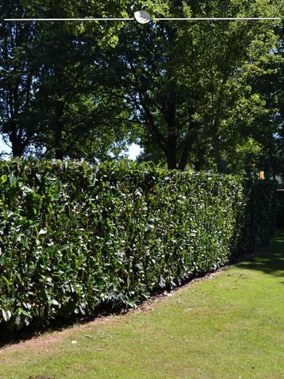 Laurier Prunus Herbergii 140-160 cm, 10x Haagplant