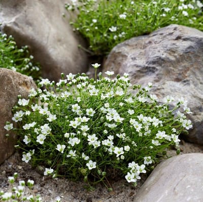 50 x Priemvetmuur of Mos Groen - Bodembedekker Wintergroen - Sagina subulata in 9x9cm pot met hoogte 5-10cm