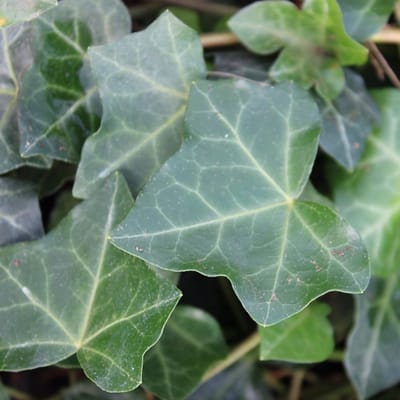 24 x Klimop Hibernica - Hedera hibernica pot 9x9cm, voor 3m² : Veelzijdige en robuuste klimop voor uw tuin