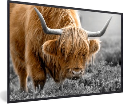 Fotolijst incl. Poster - Schotse Hooglander - Dieren - Bruin - Koe - Zwart - Wit - Natuur - 60x40 cm - Posterlijst