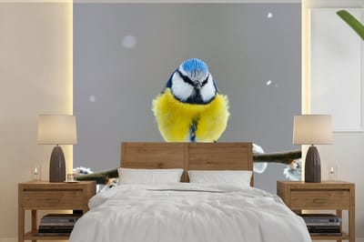 Behang - Fotobehang Pimpelmees - Vogel - Tak - Geel - Blauw - Breedte 350 cm x hoogte 350 cm