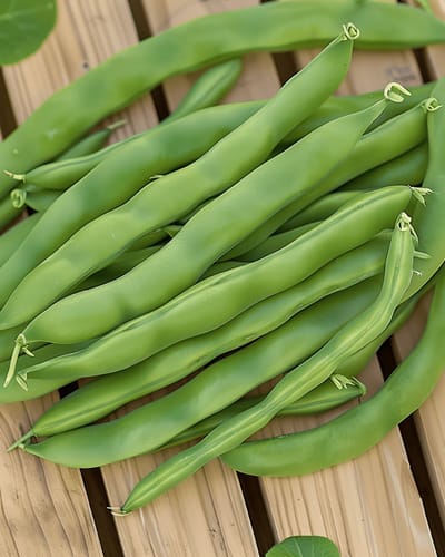 2 sets - Stamsnijbonen Zaden Admires Phaseolus Vulgaris Eenjarig
