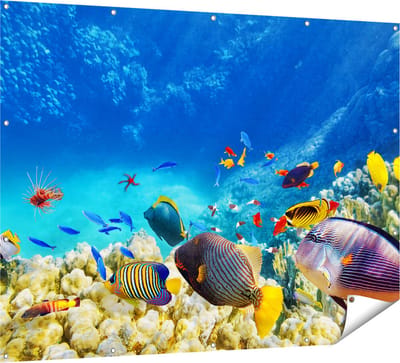Gards Tuinposter Vissen in de Oceaan met Koralen - 160x120 cm - Tuindoek - Tuindecoratie - Wanddecoratie buiten - Tuinschilderij
