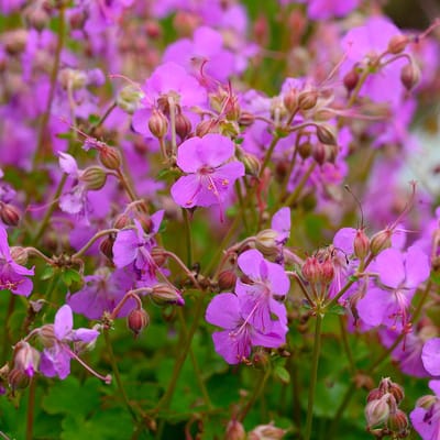 Geranium cant. 'Cambridge' | Roze | 100% Bloeigarantie