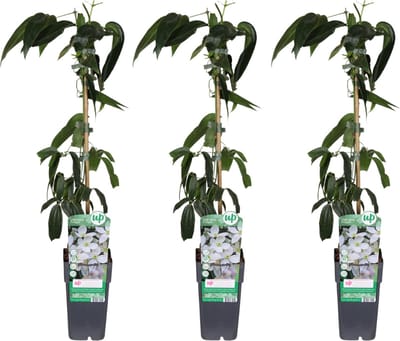 Clematis, 3 Stuks, Klimplant, Kleur Wit/Creme, Groenblijvend, Clematis armandii - 3 stuks - Ø15cm - 65cm