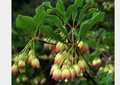 Enkianthus campanulatus - Pronkklokje, Japanse Klokjesstruik 40 - 50 cm in pot