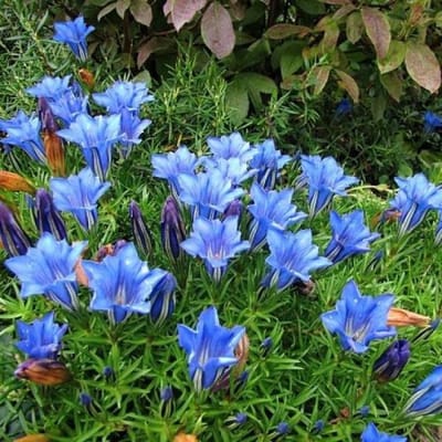 12 x Herfstgentiaan Blauw - Bodembedekker Winterhard - Gentiana sino-ornata 'Eugens Allerbester' in 9x9cm pot met hoogte 5-10cm