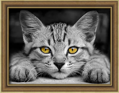 Diamond painting kit Yellow-Eyed Kitten 40x30