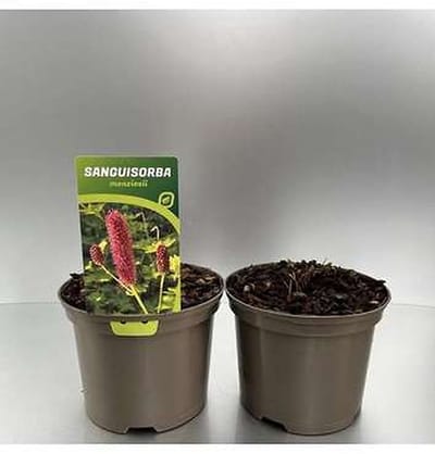 6x Sanguisorba - Sanguisorba menziesii | 9x9 cm pot